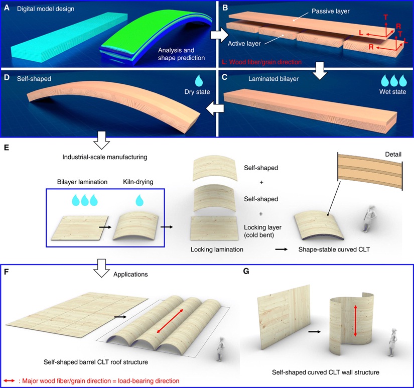 Scientists have developed a method of complex bending of wood without mechanical processing