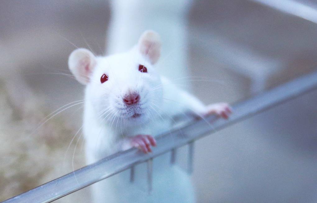Scientists erase rat memories with CRISPR genome editing