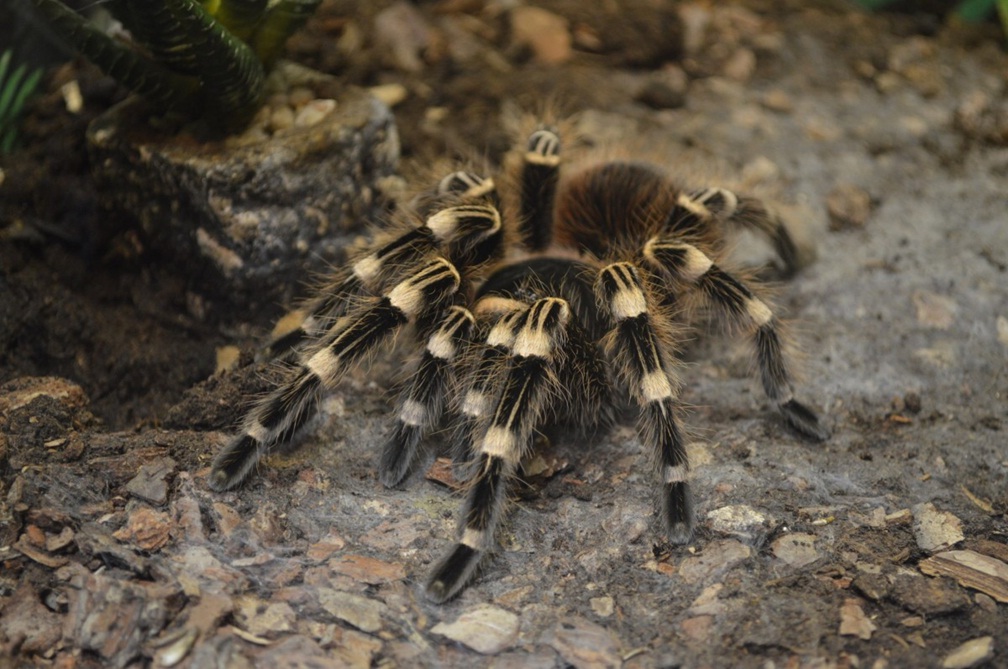 A new painkiller from spider venom acts like opioids, but without side effects and addiction