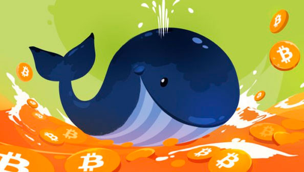 Number of "whales" with a Bitcoin wallet balance of more than 10,000 BTC
