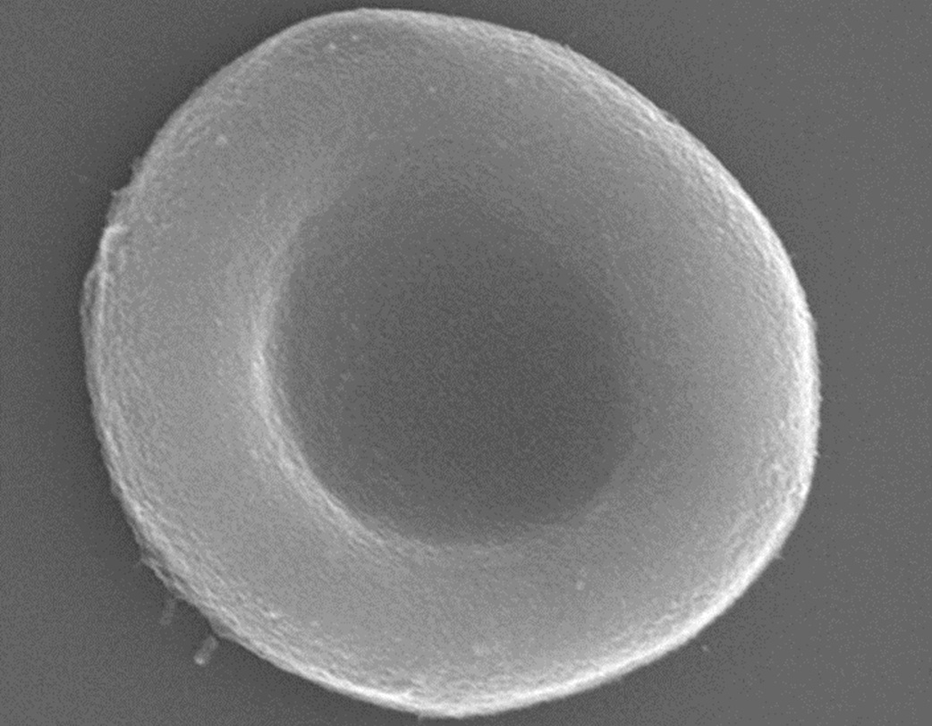 New synthetic red blood cells mimic natural, can carry drugs and detect toxins