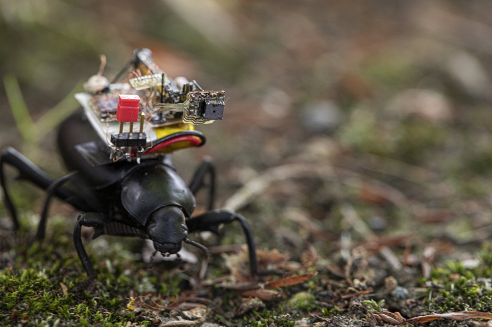 GoPro for beetles: scientists have created a tiny backpack with a camera weighing 0.25 grams