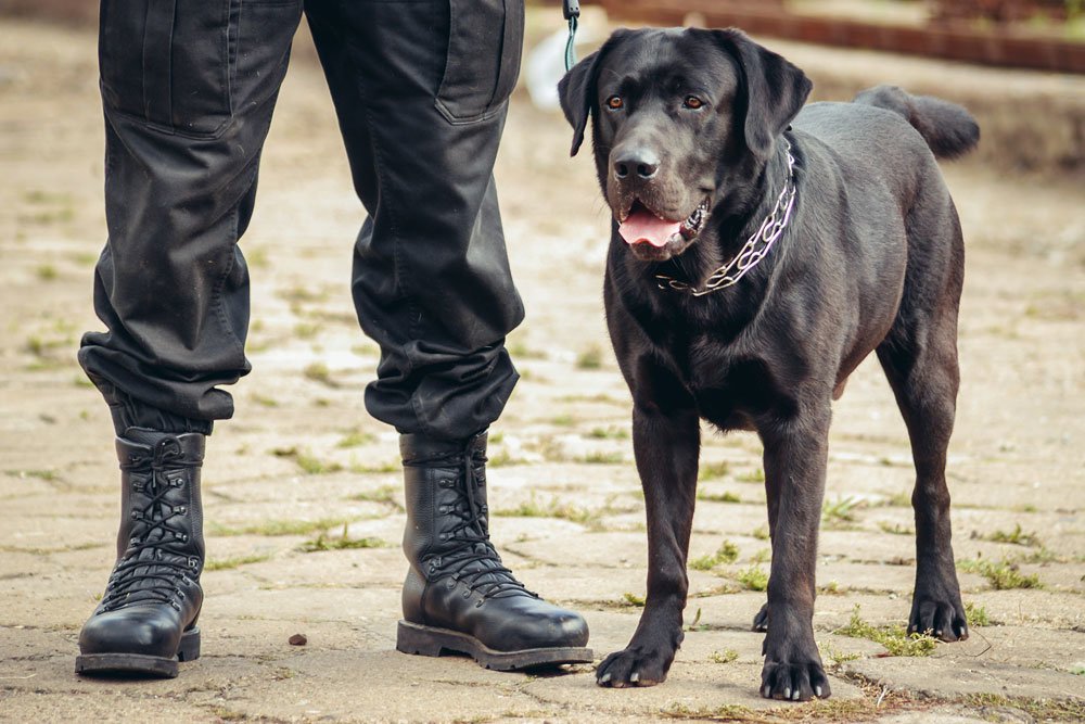 New generation police dogs being trained to sniff out electronics