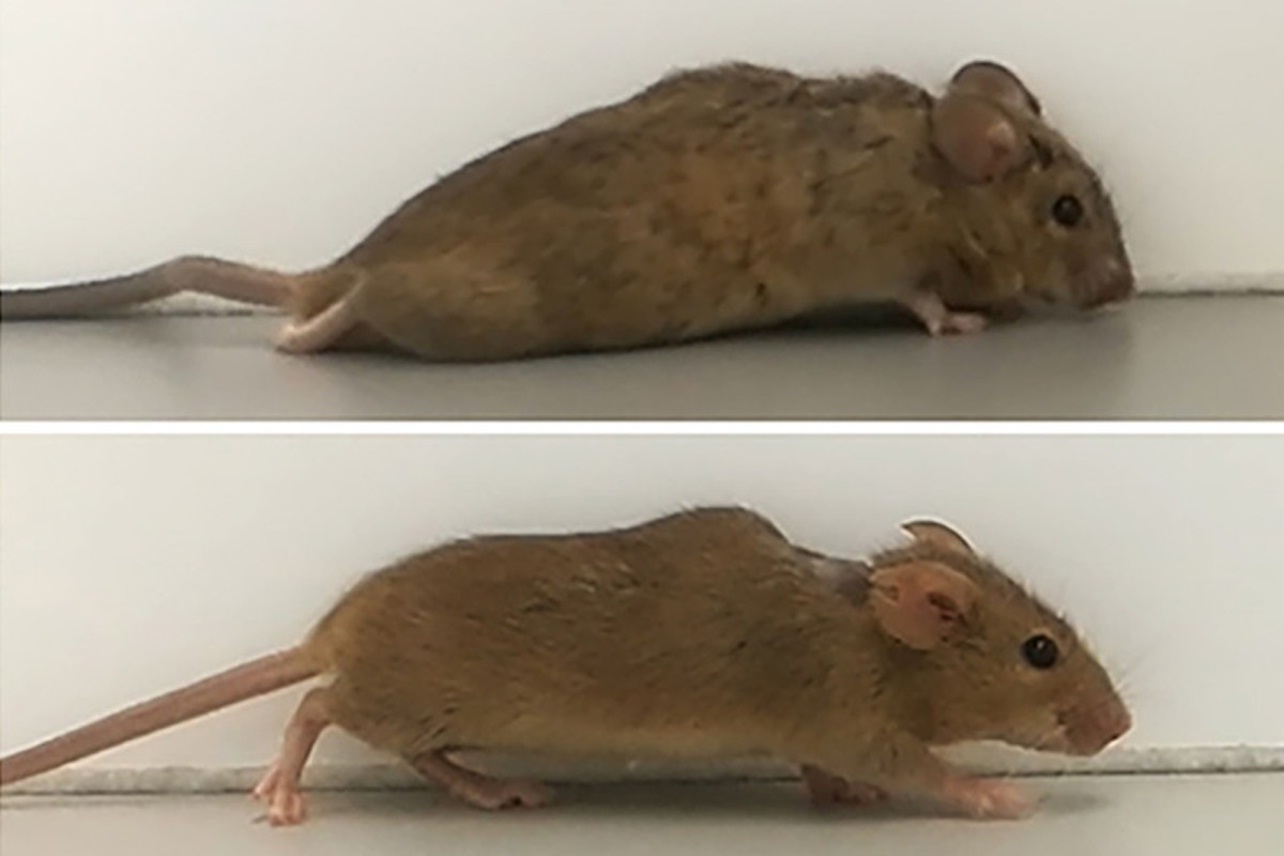 Новий синтетичний білок відновив нервові волокна у паралізованих мишей