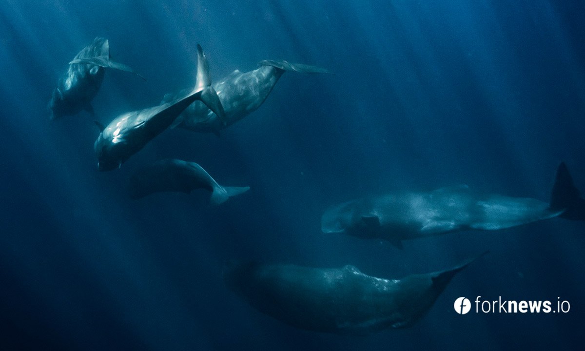 Santiment: біткоіни-кити відкуповуються дно