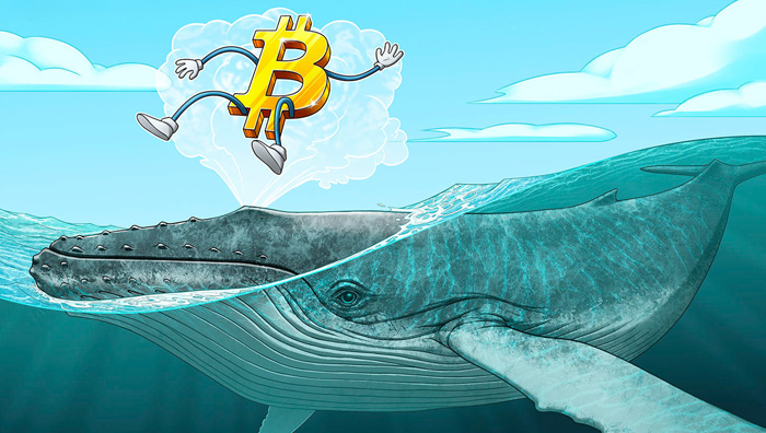 "Bitcoin whales" BTC reserves are increasing - the market is preparing for growth