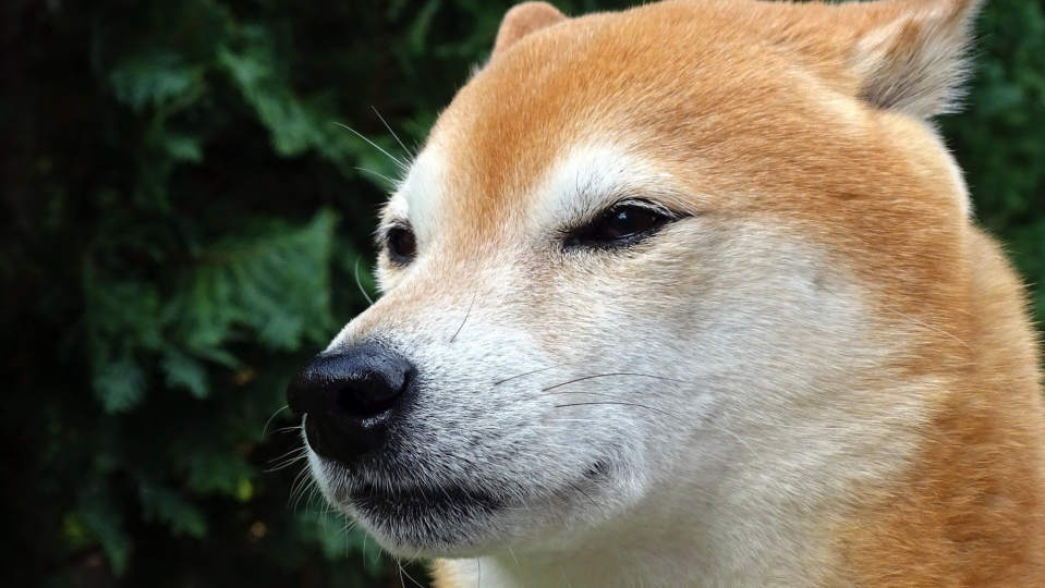 Shiba Inu Developers Announce the Launch of a Stablecoin